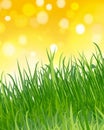 Background with grass and blurred sun